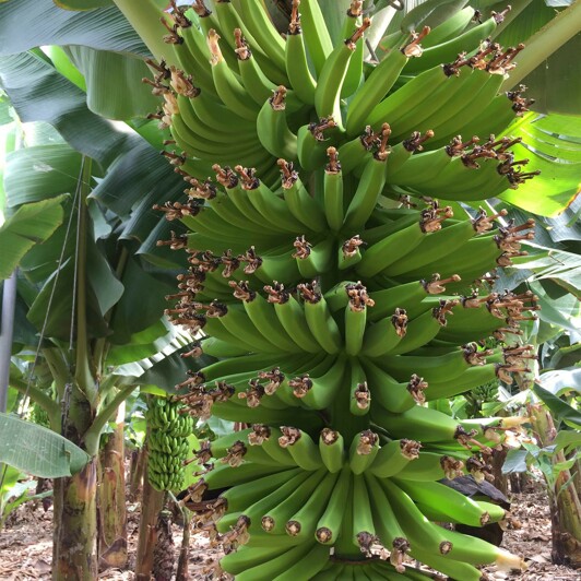 Canarische bananen uit Gran Ganaria