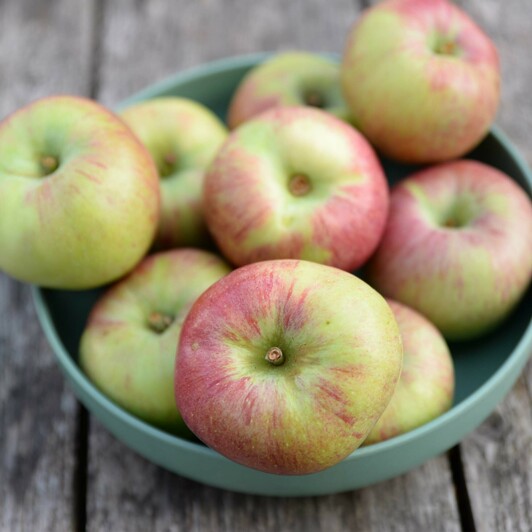 Délicieuses pommes cueillies à maturité