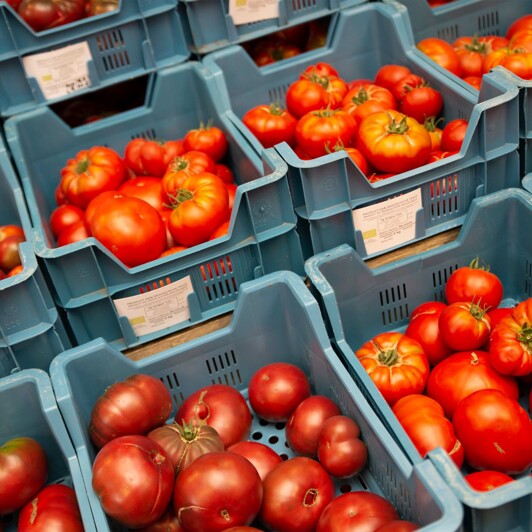 Zongerijpte tomaten: van zaad tot tomaat
