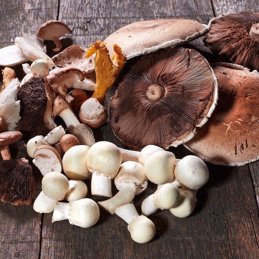 Vers geoogste paddenstoelen