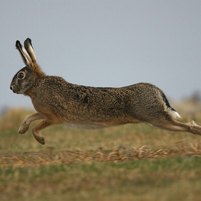 Le lièvre, une viande de caractère