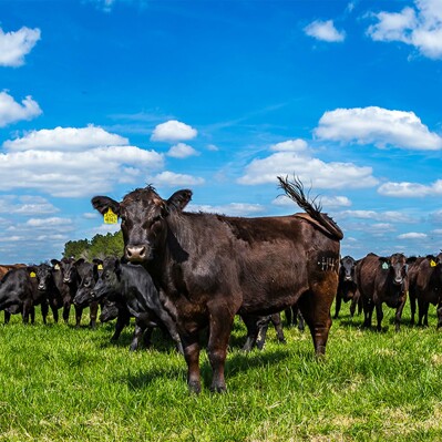 Aberdeen (black) Angus
