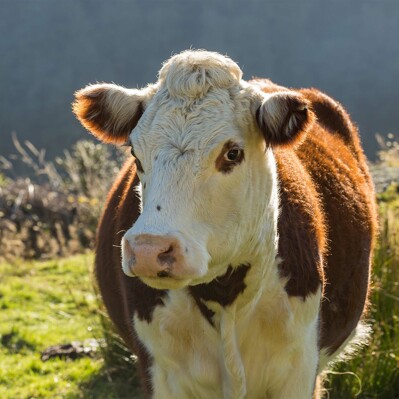 Viande de bœuf irlandaise : Hereford