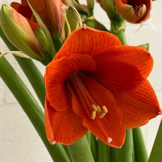 Amaryllis fleur 4 pc