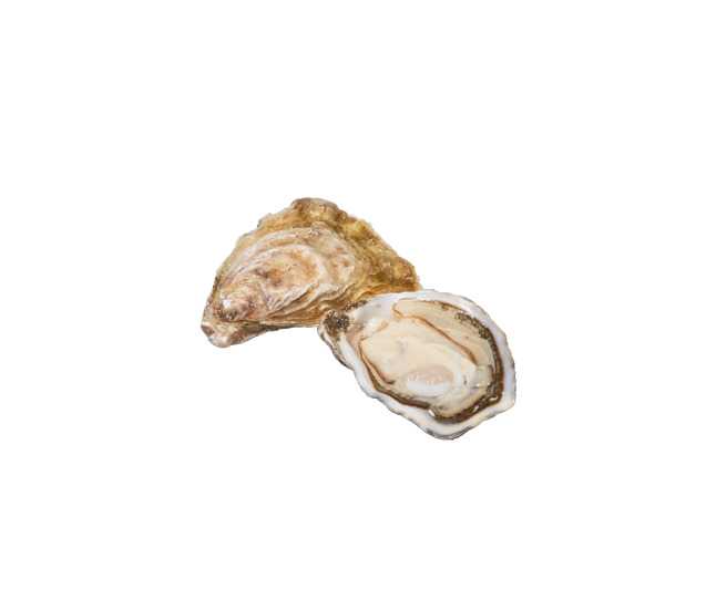 Oysri oester N°3