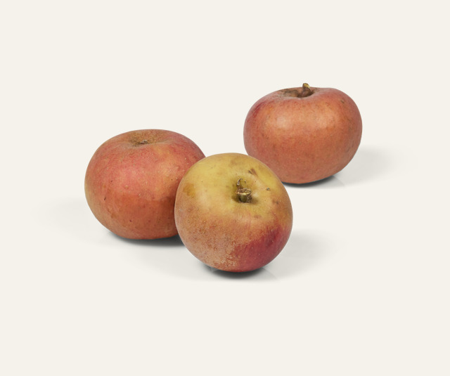 Appel Reinette de France