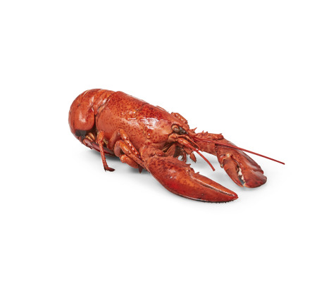 Bébé homard canadien cuit