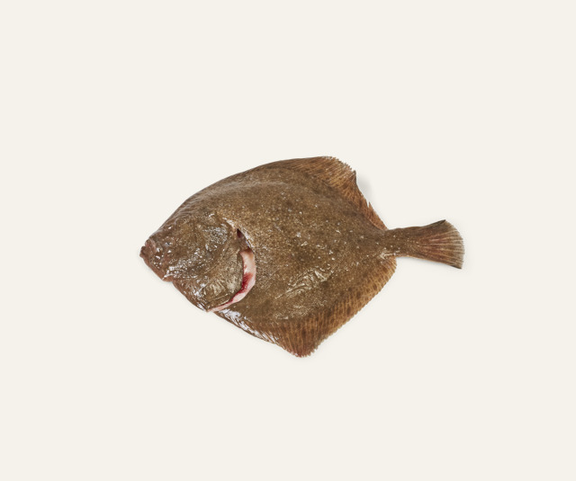Tarbot < 1kg
